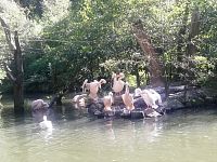 pelikáni