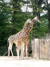 krásne žirafy