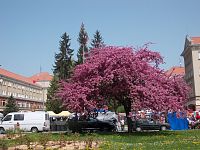 ruže a krásne zakvitnutá čerešňa sakura, strom neodmysliteľne patriaci k námestiu