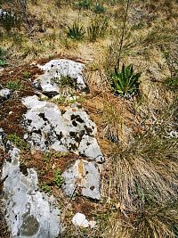 skaly a zelené rastlinky predzvesť blížiacej sa jari