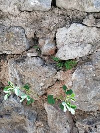 drobná zeleň v hradných múroch