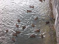 kačky vo vode pod mostom