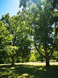 pohľad na stromy v parku