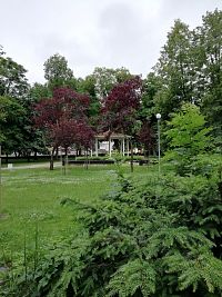 nieleň zelené sú listy stromov v parku