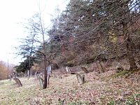 židovský cintorín za obcou Bolešov