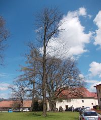 stromy s maxilavičkou a budova