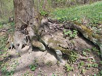 kmeň a korene jedného stromu