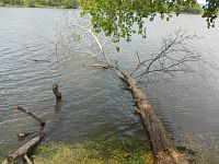 kmeň stromu vo vode