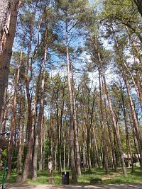 stromy v lesoparku