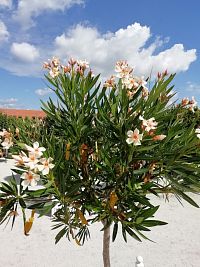 oleander vo veľkom kvetináči