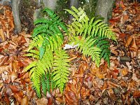 kapradie - listy rôznej zelene