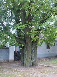 starý strom