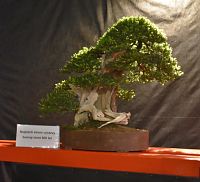 najstarší bonsaj na výstave - 600 ročný