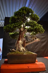 jeden z vystavovaných bonsajov