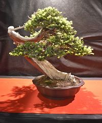 ihličnatý bonsaj