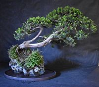 iný bonsaj
