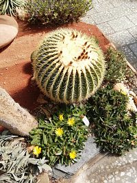 obrovský kaktus