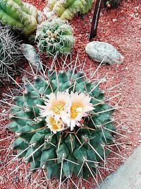 kvitnúci kaktus