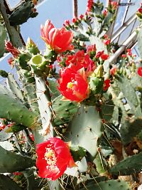 kvitnúci kaktus, tentoraz na červeno