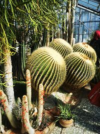 štyri veľké kaktusy