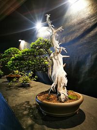 zaujímavý bonsaj