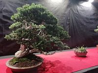 pohľad na bonsaje v pavilóne G