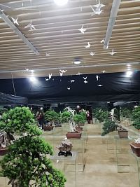 výstava bonsajov za sklom aj s papierovými vtáčikmi