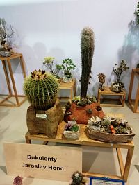 naaranžované kaktusy a sukulety