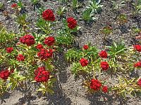 červené kvety