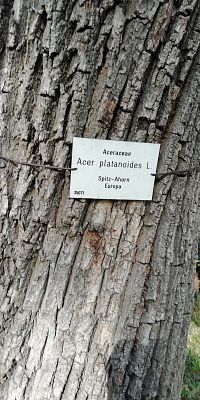 stromy majú popisky - Acer platanoides - javor mliečny