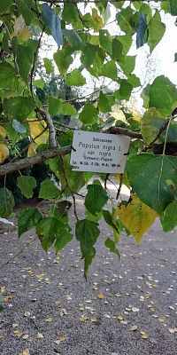 Populus nigra L. - topoľ čierny