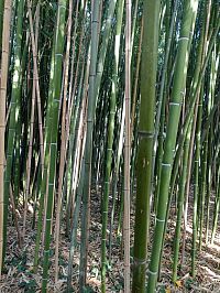 bambusový les, háj