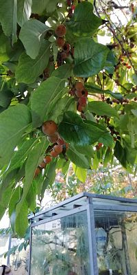 zaujímavé plody - ebenovník obyčajný - podlhovasté listy cca 12 cm, plody cca 2 cm, podobné plodom čerešne