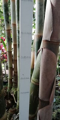koľko vyrastie bambus za deň