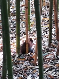 veverička v bambuse
