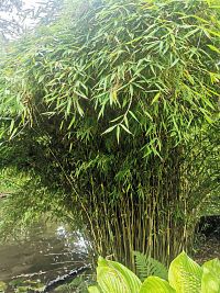 "bambus"