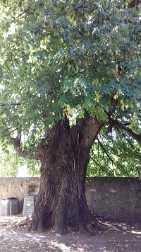 statný strom pri kostole