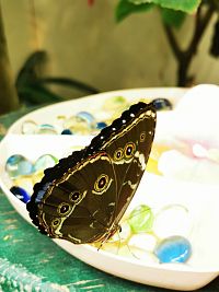 motýľ sediaci na miske