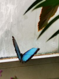 modrý motýľ pri okne