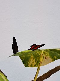 motýle na liste