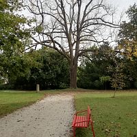 červená lavička a vyschlý strom