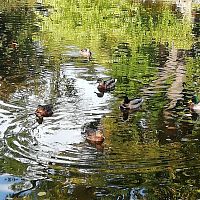 plávajúce kačice