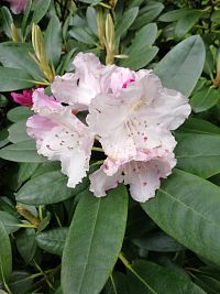 oleander