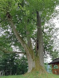 pohľad na starú lipu