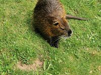 nutria