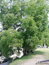 strom na valoch ořešák černý tzv. páví strom, na ktorom trávia noc všetky pávy zo zámku