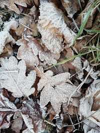 zamrznuté lístie na konci decembra pri kaplnke