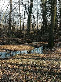 meandre potoka Lednica