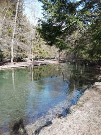 obyvatelia jazierka - kačací pár