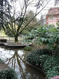 časť záhrady so zeleňou - bambus, brečťan